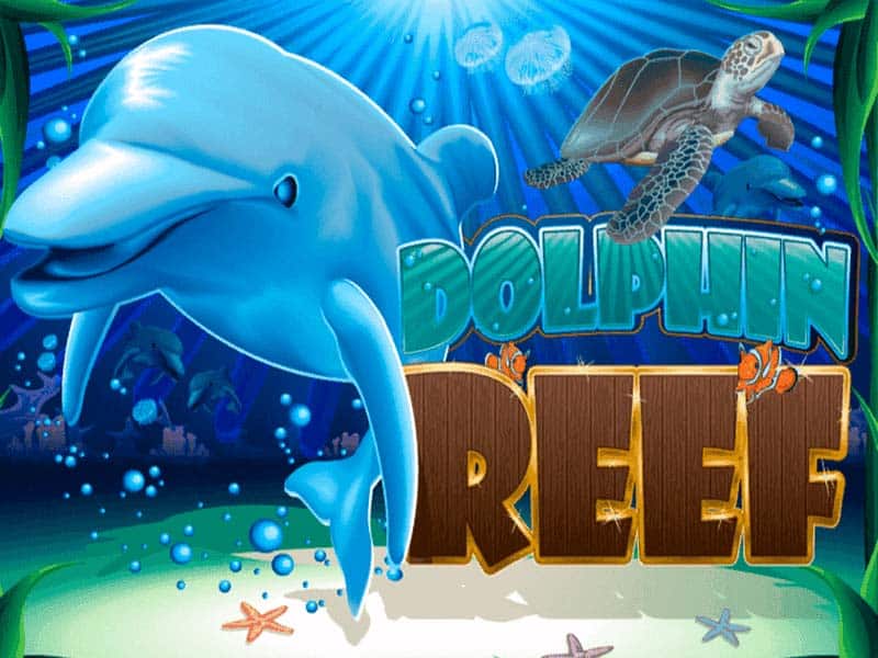 dolphin-reef